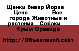 Щенки бивер Йорка  › Цена ­ 30 000 - Все города Животные и растения » Собаки   . Крым,Ореанда